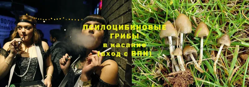 закладка  Кушва  Псилоцибиновые грибы Psilocybe 